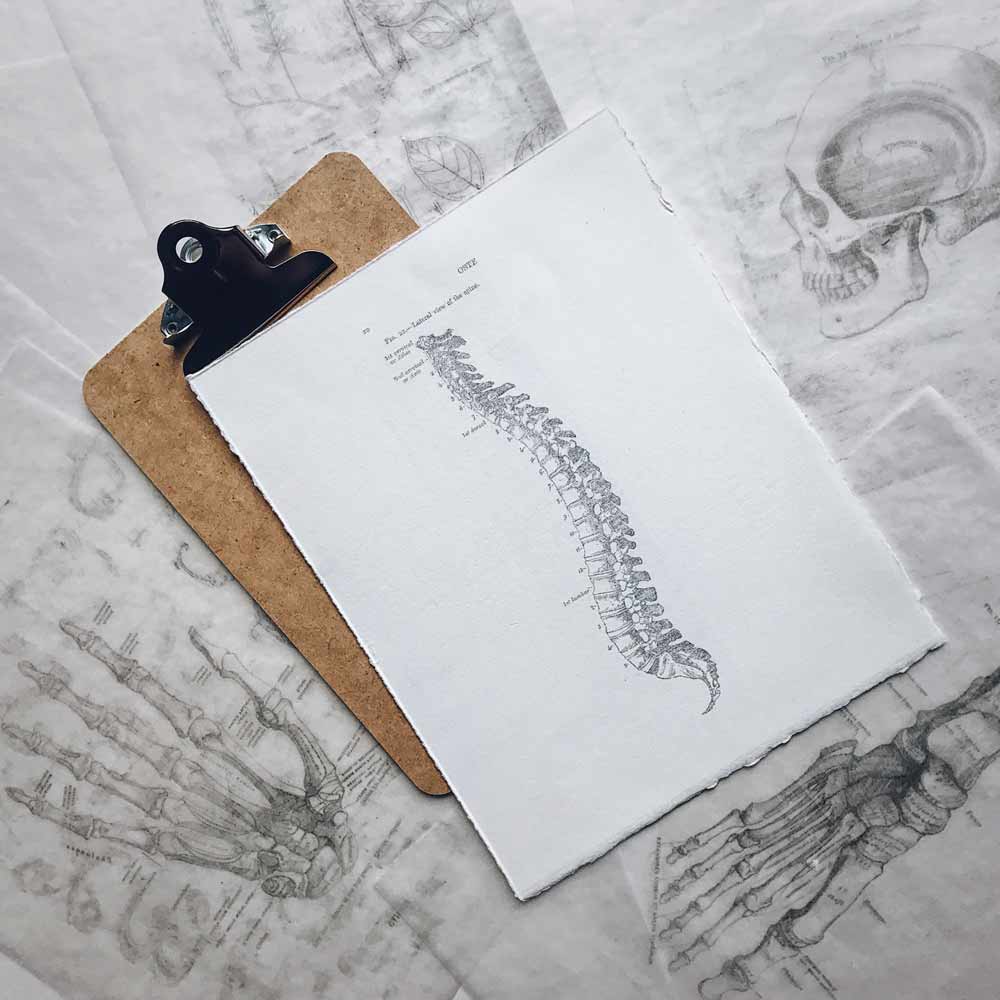 Illustration of spine on a clipboard representing chiropractic school